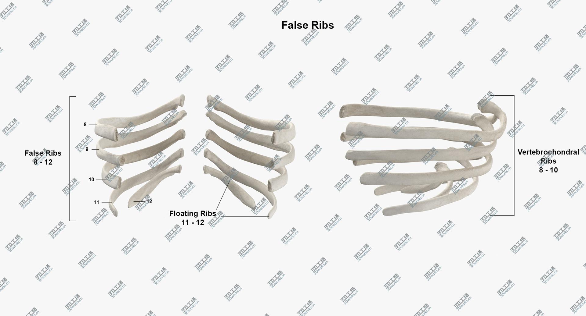 images/goods_img/202104023/Real Human Rib Thoracic Cage Anatomy White 01 3D model/5.jpg